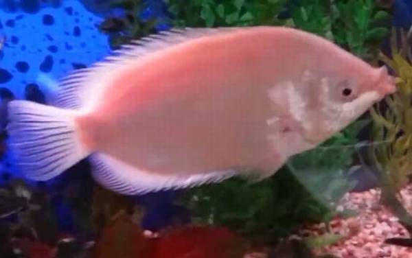 接吻鱼为什么接吻?