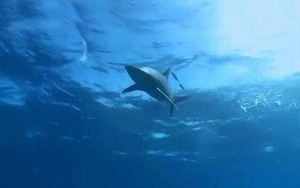 白鳍鲨是什么鲨鱼?