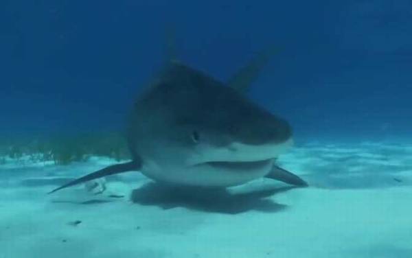 牛鲨是什么鲨鱼?