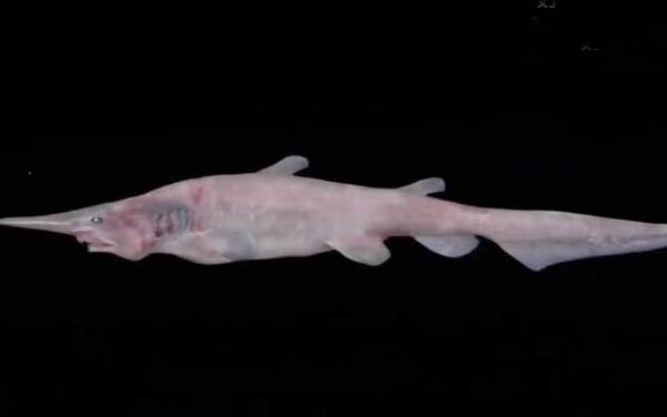 剑吻鲨是什么鲨鱼?