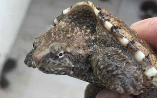 鳄鱼龟怎么养最好?