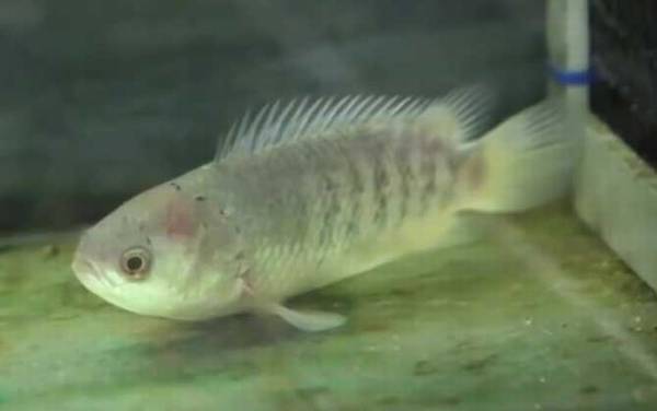 攀鲈鱼寿命是几年?