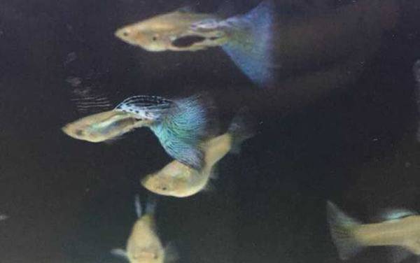 孔雀鱼是什么鱼?