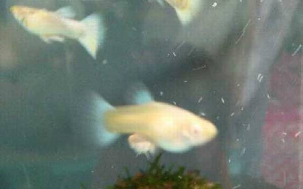 孔雀鱼是什么鱼?