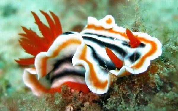 海兔是什么动物?