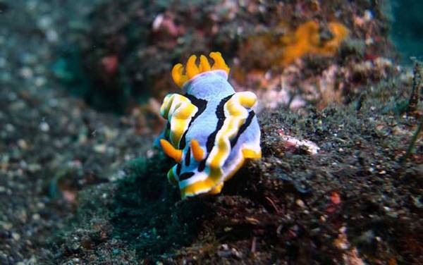 海兔是什么动物?