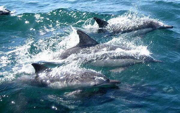 海豚是什么动物?