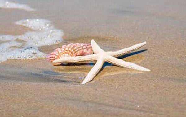 ���ǳ�ʲôʳ�