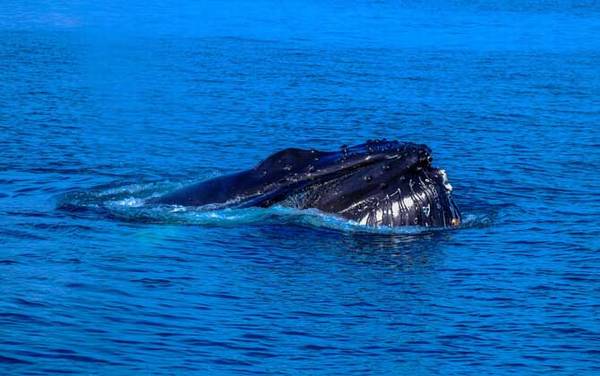 驼背鲸是什么动物?