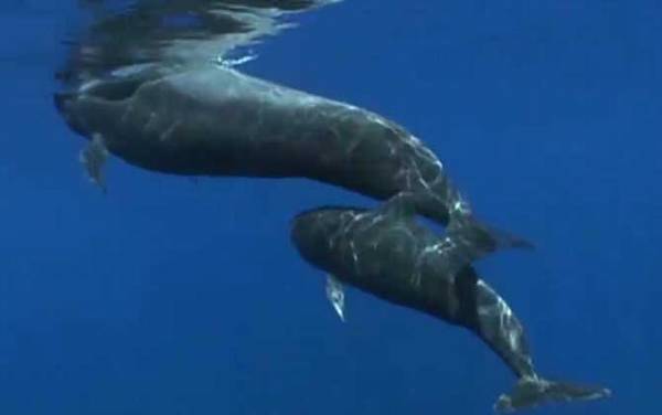 领航鲸为什么叫领航鲸?