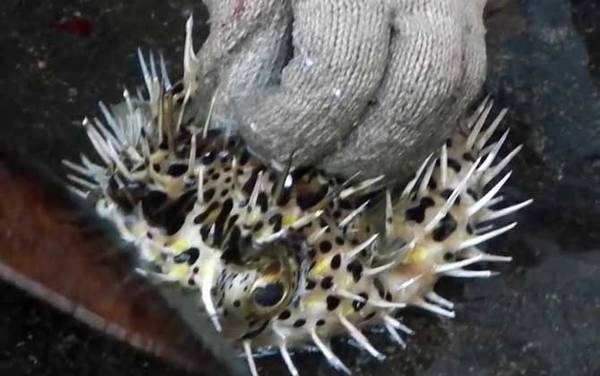 刺鲍鱼是什么鱼?