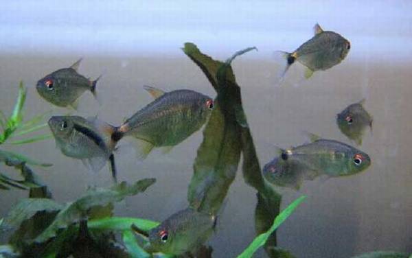 灯笼鱼是什么鱼?