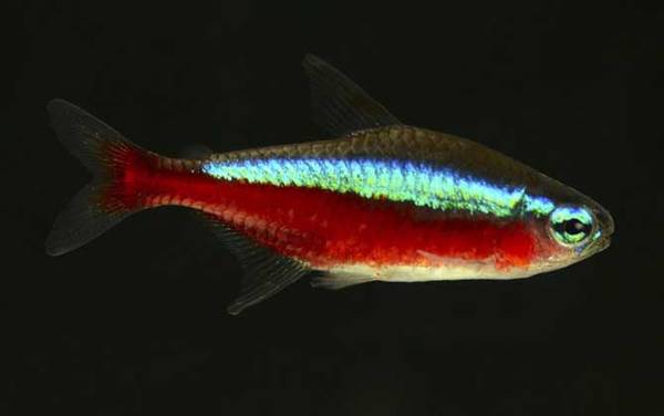 灯笼鱼是什么鱼?