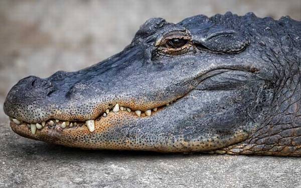 世界上最大的鳄鱼有多大?