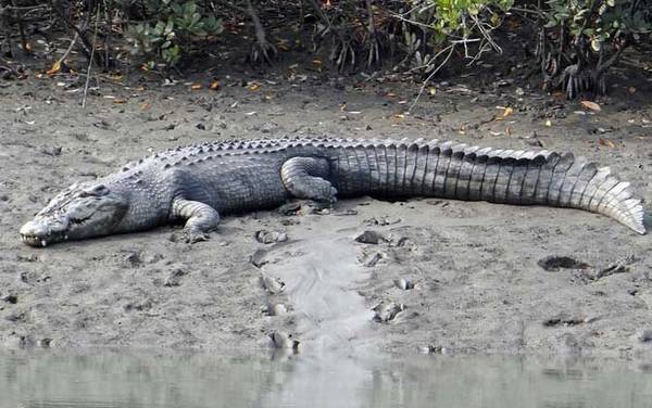 世界上最大的鳄鱼有多大?