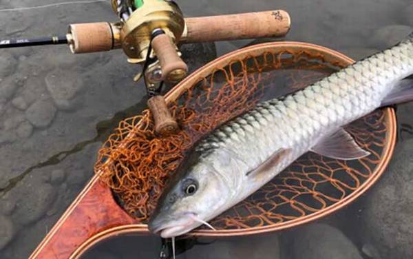 军鱼是不是保护动物?