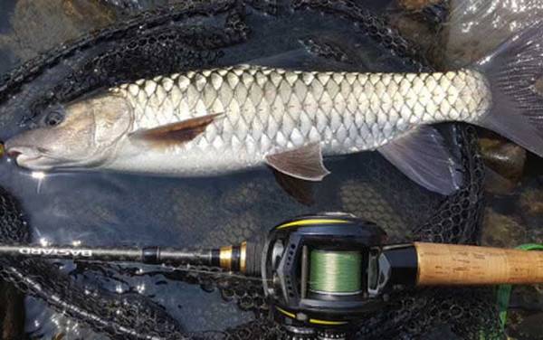 军鱼是不是保护动物?