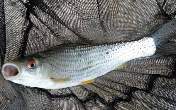 赤眼鳟是什么鱼?