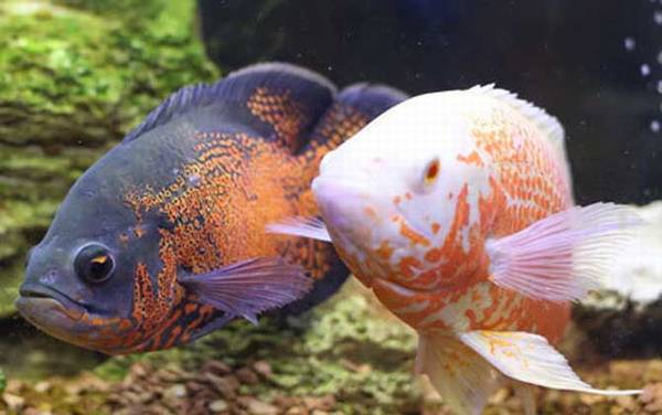 地图鱼能长多大?