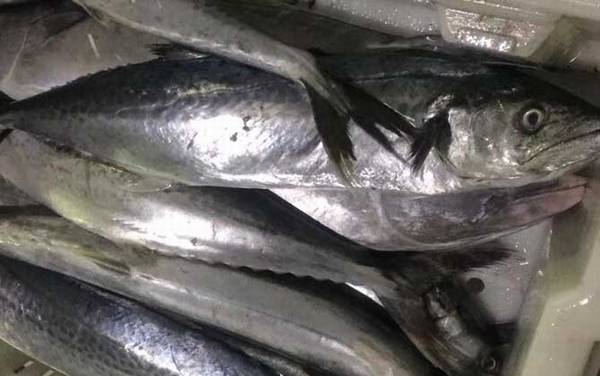 鲅鱼价格多少钱一斤?