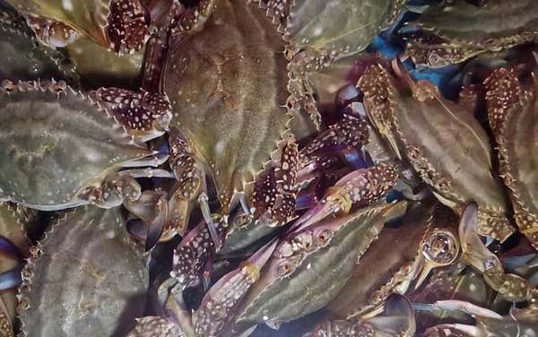 飞蟹是什么蟹种?