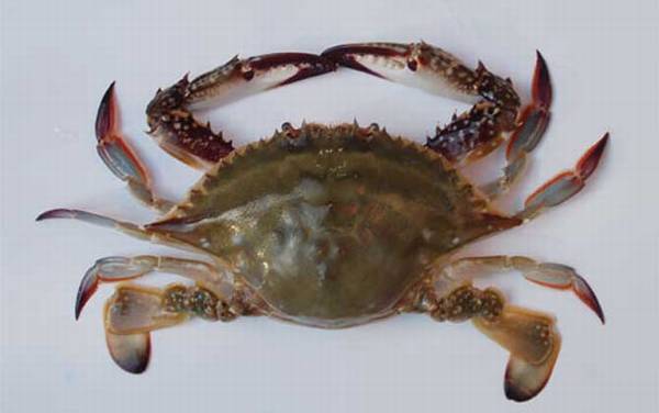 飞蟹是什么蟹种?