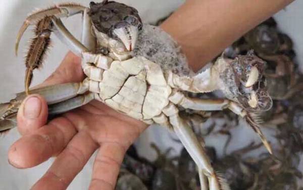 毛蟹是什么蟹种?