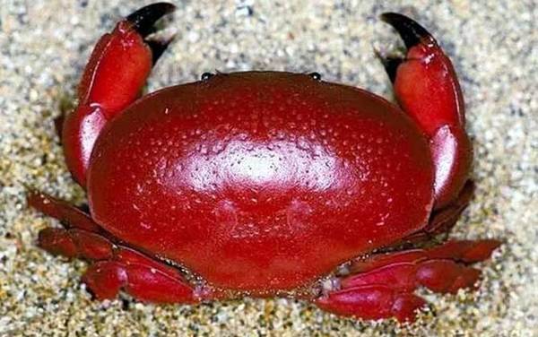 正直爱洁蟹是什么蟹?