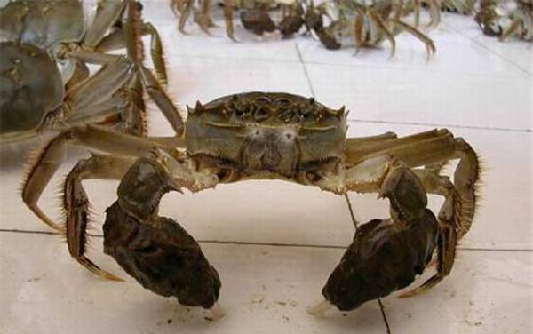 毛蟹是什么蟹种?