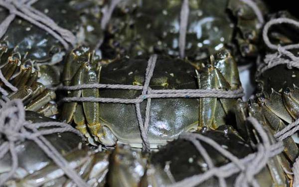 毛蟹是什么蟹种?