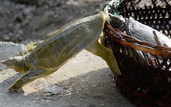 甲鱼是什么动物?