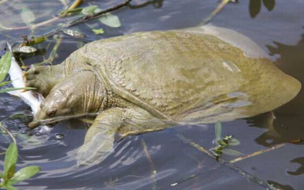 甲鱼是什么动物?