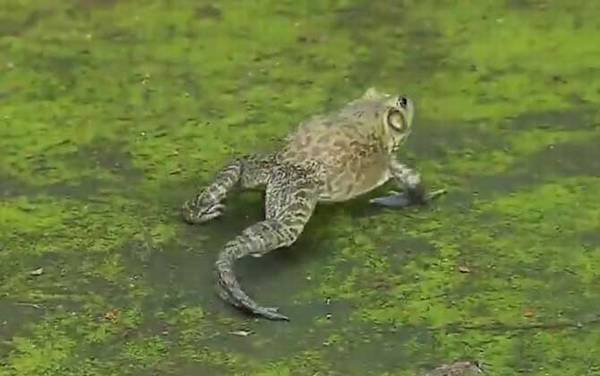 牛蛙价格多少钱一斤?