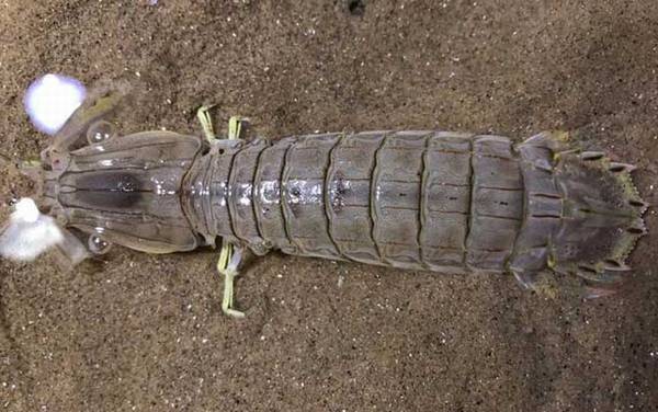 皮皮虾是什么虾?