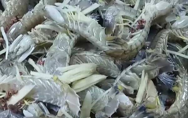 孕妇能吃皮皮虾吗?