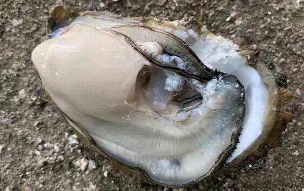 生蚝是什么东西?