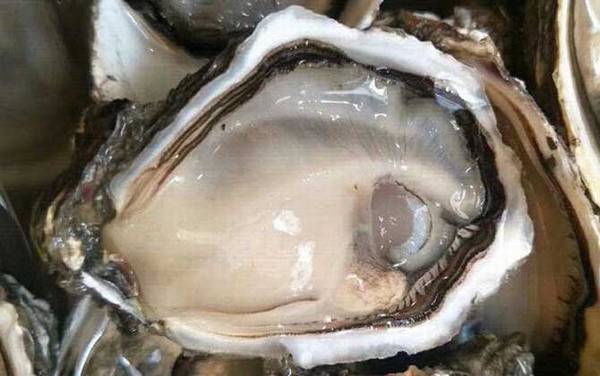 生蚝是什么东西?