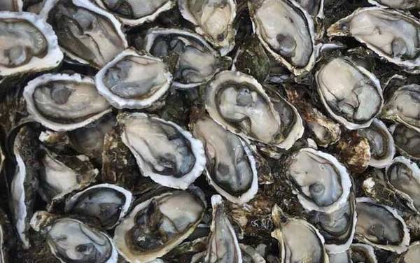 生蚝是什么东西?