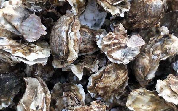 生蚝怎么保存最新鲜?