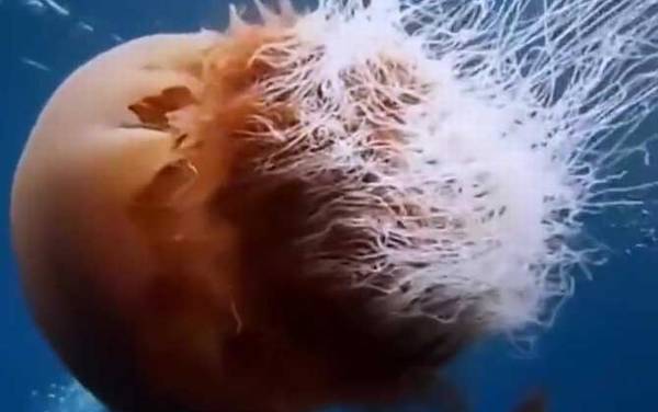 野村水母是什么水母?