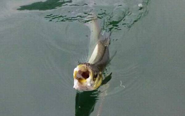 翘嘴有几个品种?