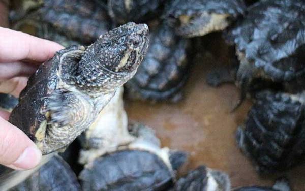 小乌龟不吃东西怎么办?