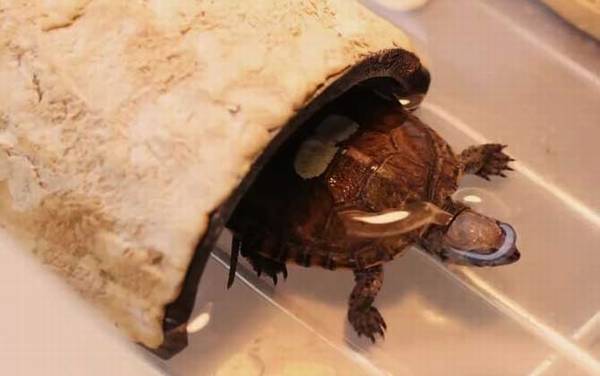 小乌龟不吃东西怎么办?