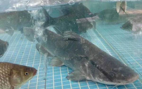 鮰鱼和江团是一种鱼吗?