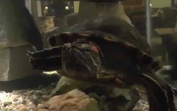 巴西龟不吃东西怎么回事?