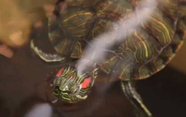 巴西龟不吃东西怎么回事?