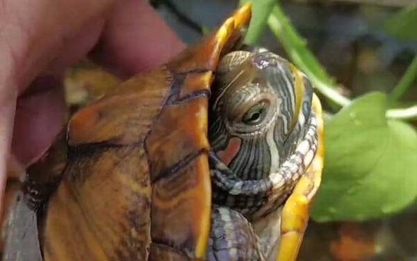 巴西龟可以干养吗?