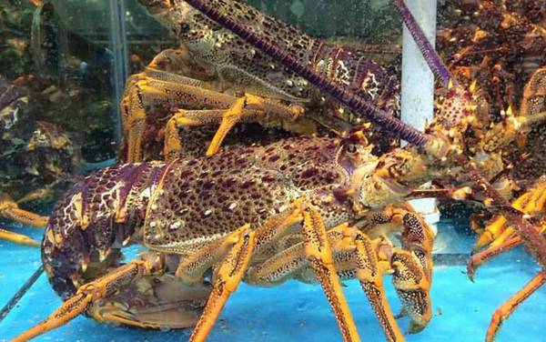 澳洲龙虾价格多少钱一斤?