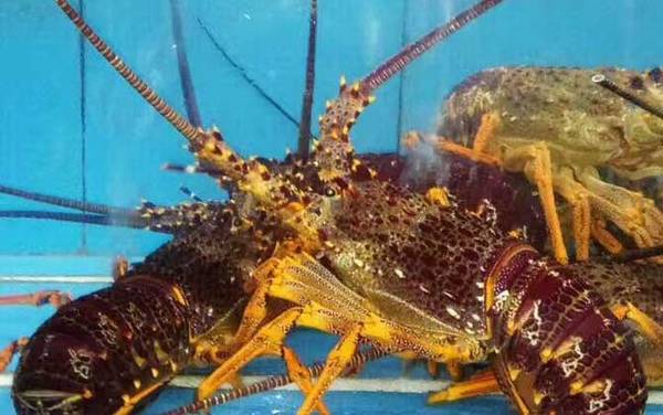 澳洲龙虾价格多少钱一斤?