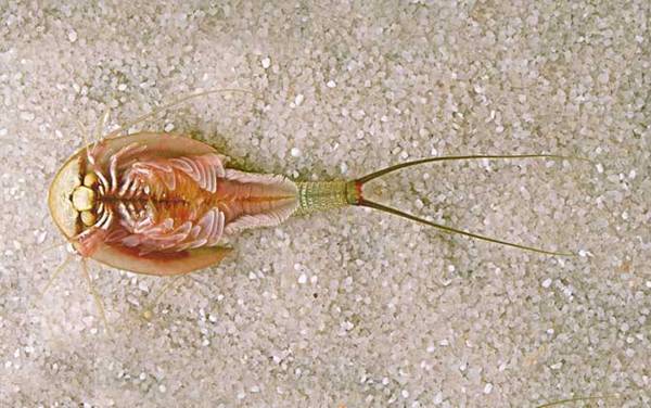 三眼恐龙虾是什么动物?